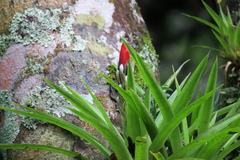 Guzmania monostachia