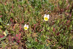 Viola arvensis arvensis