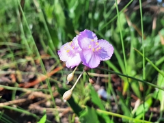 Callisia ornata