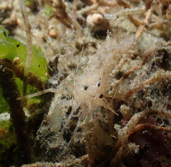 Paracrangon echinata