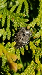 Rhaphigaster nebulosa