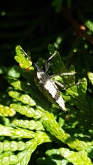 Rhaphigaster nebulosa