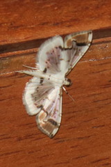 Pycnarmon leucinodalis