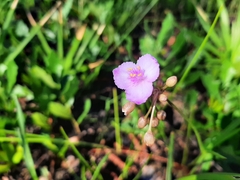 Callisia ornata
