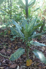 Dieffenbachia concinna