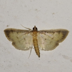 Eulepte