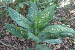 Dieffenbachia concinna