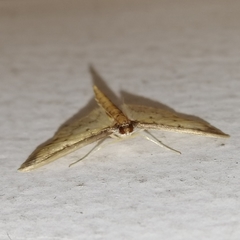 Eulepte