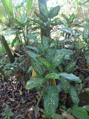 Dieffenbachia concinna