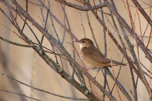 Buscarla unicolor (Locustella luscinioides)