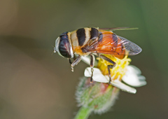 Phytomia argyrocephala