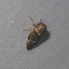 Idioscopus nitidulus
