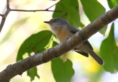 Newtonia brunneicauda