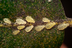 Therioaphis