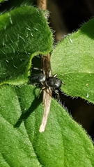 Heliophanus