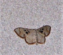 Idaea complexaria