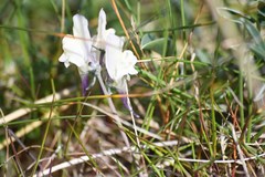 Linaria polygalifolia