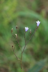 Wahlenbergia capillata