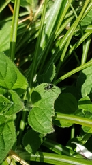 Heliophanus
