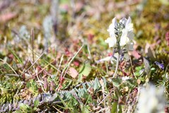 Linaria polygalifolia