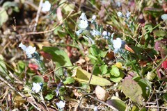 Omphalodes