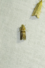Acrobasis repandana