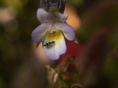 Viola kitaibeliana