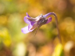 Viola kitaibeliana