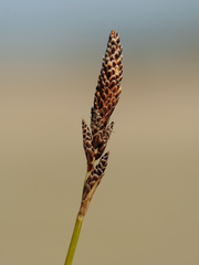 Carex ericetorum