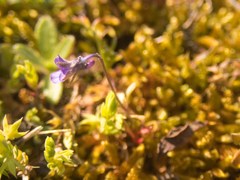 Viola kitaibeliana