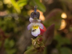 Viola kitaibeliana