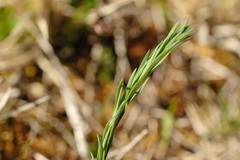 Thesium linophyllon