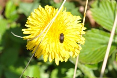 Anthaxia quadripunctata