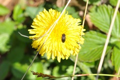 Anthaxia quadripunctata