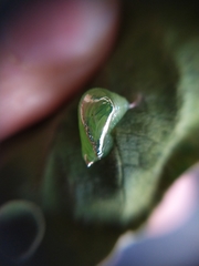 Episcada hymenaea hymenaea