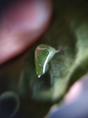 Episcada hymenaea hymenaea