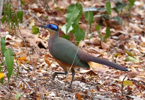 Red-capped Coua