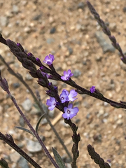 Verbena menthifolia