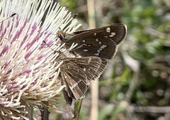 Atrytonopsis quinteri