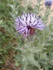 Carthamus caeruleus