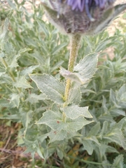 Carthamus caeruleus
