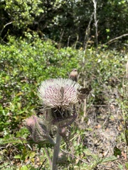 Atrytonopsis quinteri