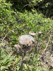 Atrytonopsis quinteri