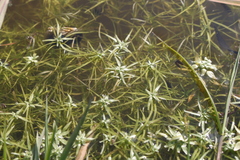 Callitriche obtusangula