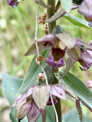 Epipactis helleborine tremolsii