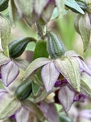 Epipactis helleborine tremolsii