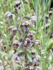 Epipactis helleborine tremolsii