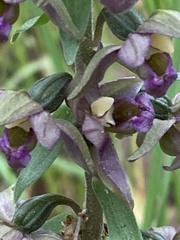 Epipactis helleborine tremolsii