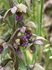 Epipactis helleborine tremolsii