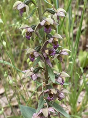 Epipactis helleborine tremolsii